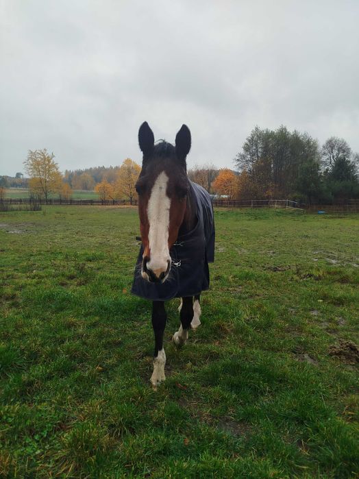 Dzierżawa spokojnego konia