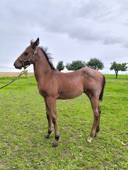 Ogierek quarter horse bay roan