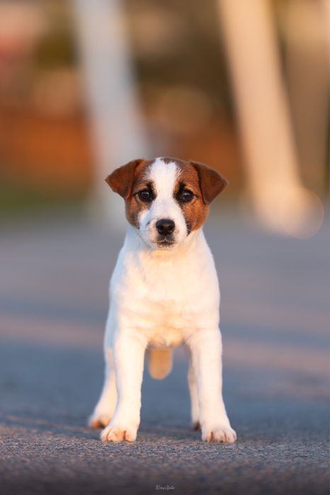 Jack russell Terrier