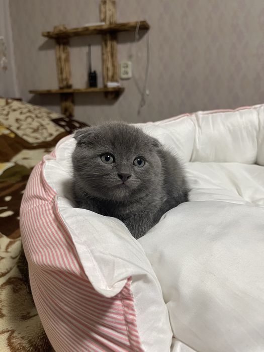 Шотландский котик мальчик