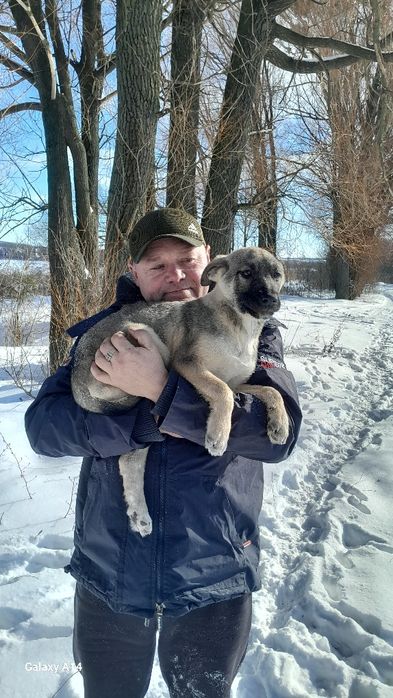 Відам у добрі руки цуценят