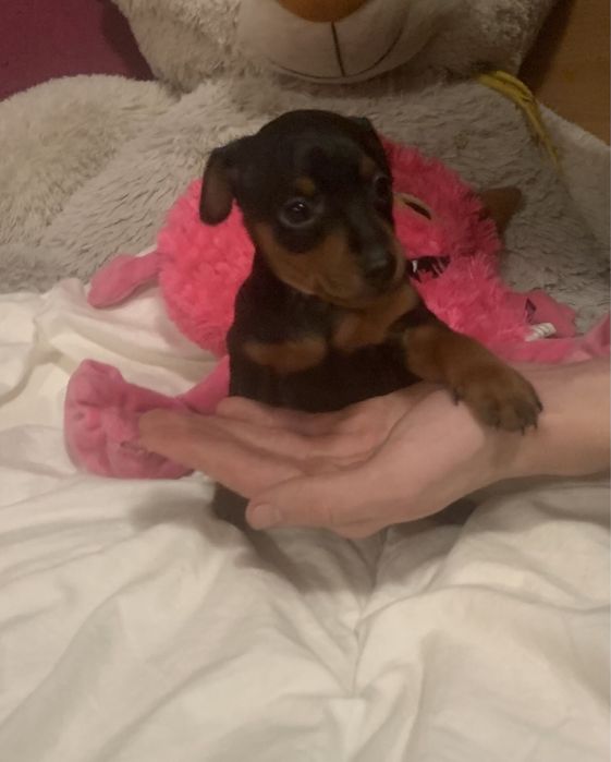 Маля цвергпінчеря