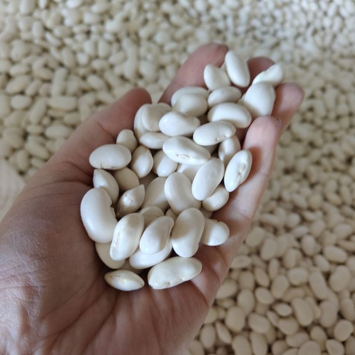 Fasola Jaś Karłowy 20 kg