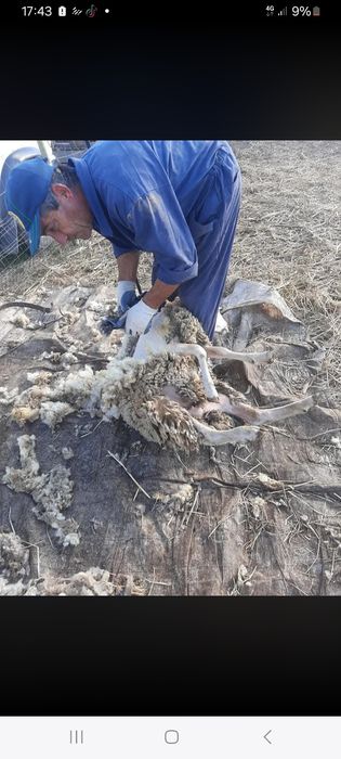 Fazemos tusquia de ovelhas