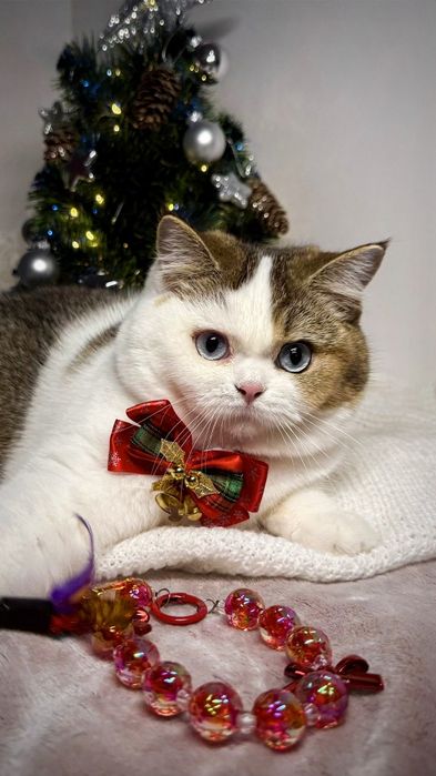 Brytyjska  niebieskooka  fy 03 61 DBE