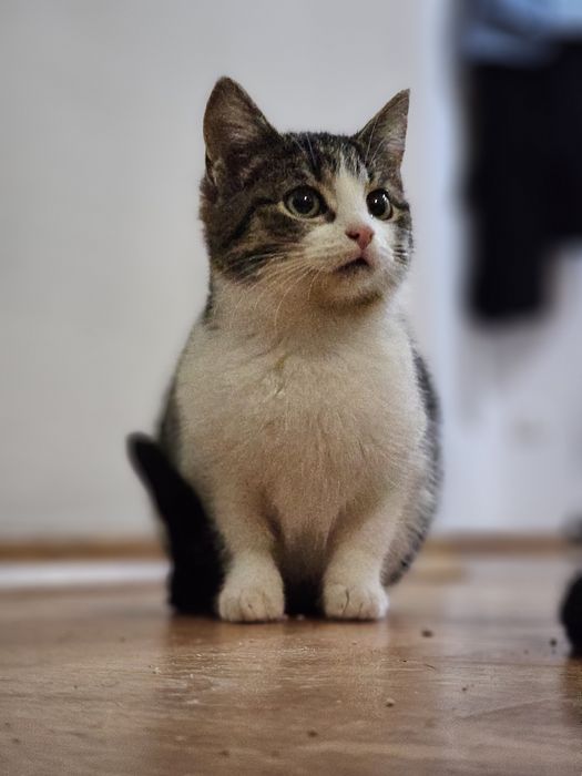 Koteczka Bambi szuka domu