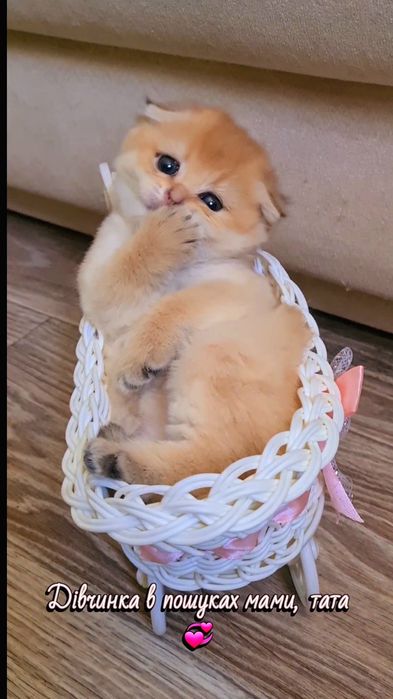 Кукольные малыши, котята золотая шиншилла