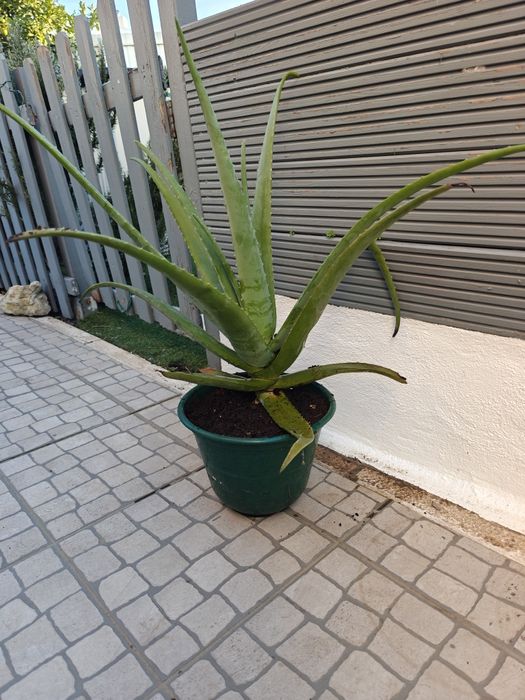 Planta Aloé Vera