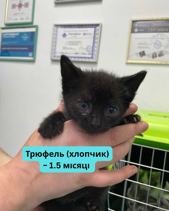 Трюфель шукає котобатьків
