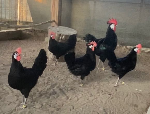 Інкубаційне яйце.Іспанські білолиці кури .