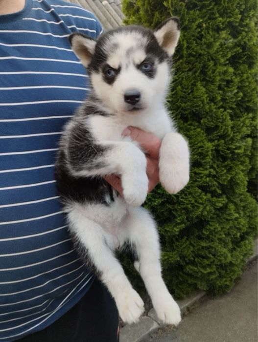 Продам цуценят Хаскі