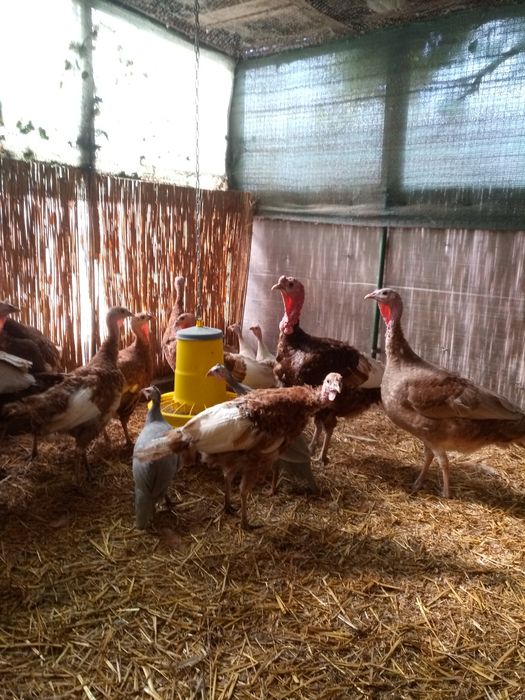 Породистые  индюки.Самцы и самки на племя.