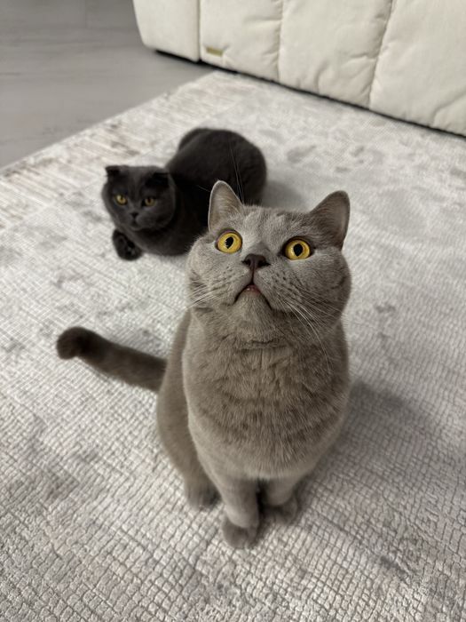 Британські коти, брати, безкоштовно, лише в добрі руки