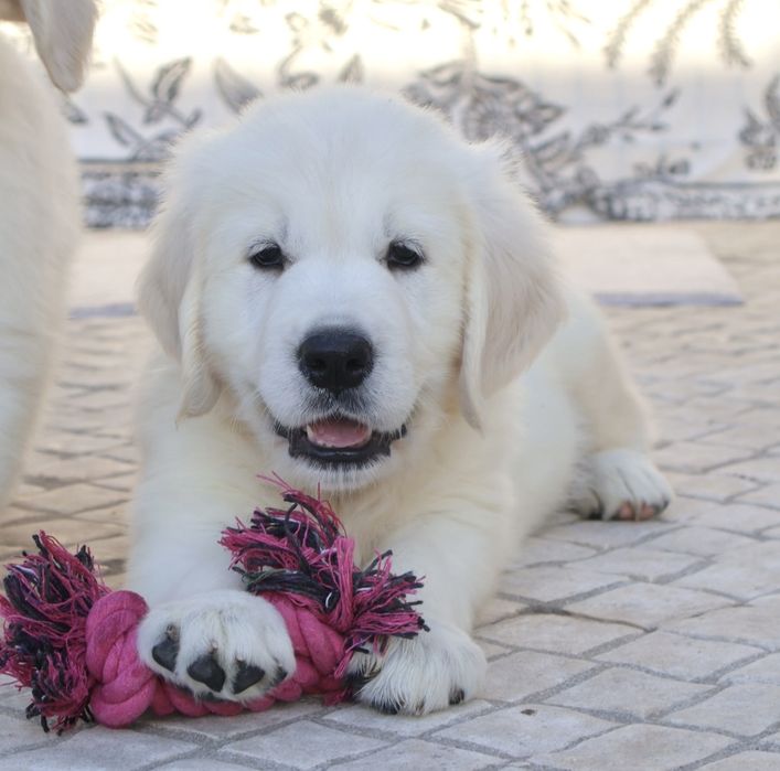Golden Retriever fêmea com LOP