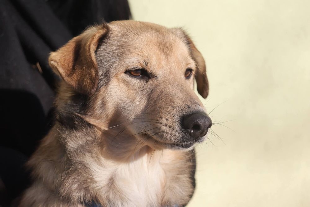 Boluś cudny piesek 3 letni