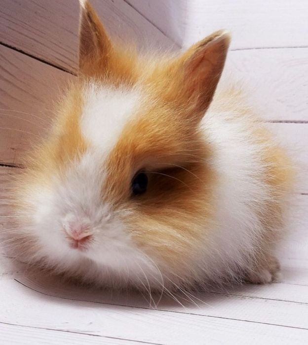 Карликові кролики декоративні.