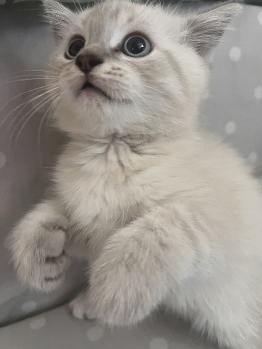 котенок смесь сиамский/шотландец мальчик