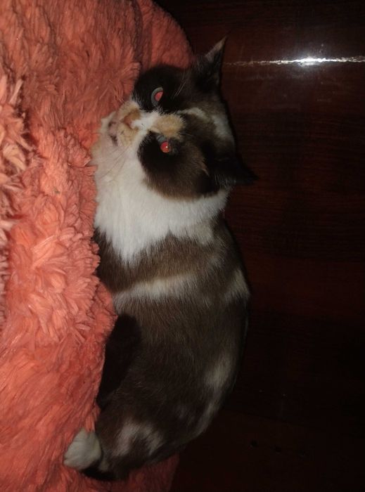 Голубоглазая красотка