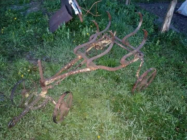 Ралло кіне, польське