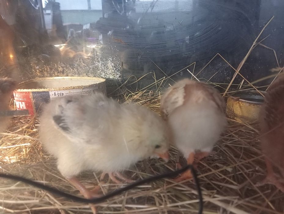 Kurczęta kury  2 tygodniowe