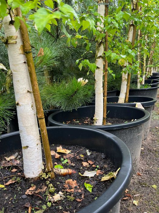 BRZOZA ZŁOTA 'GOLDBIRKE' WYS. 500-700 cm Donica 65L