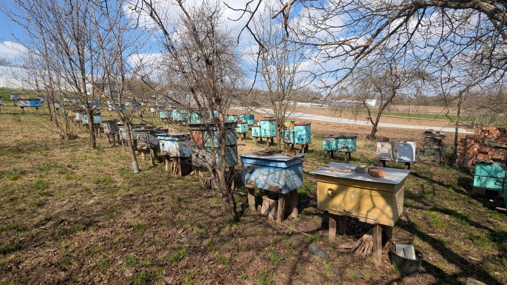 Продам вулики ( пасіка )