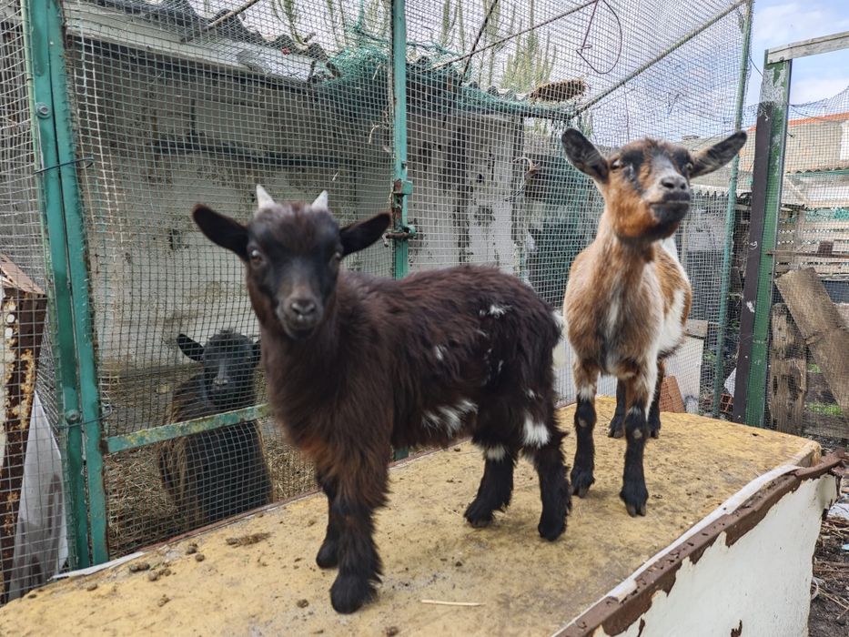 Ovelhas e cabras