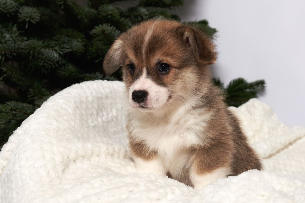 Welsh Corgi Pembroke - REZERWACJA