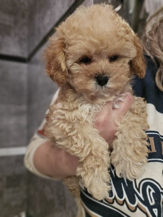 Maltipoo F1b /malutka  dziewczynka