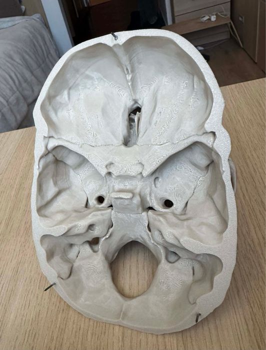 Czaszka model do nauki anatomii