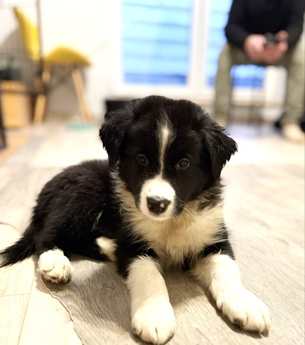 Border Collie - chłopiec - Gotowy do odbioru.