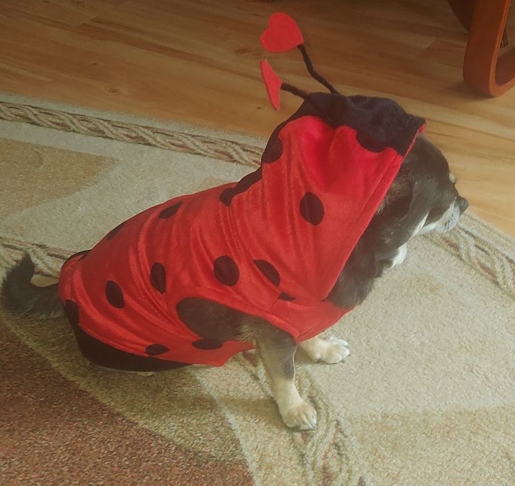 Ubranko,sweter,Biedronka" z aksamitu dla małego psa 4-6 kg,na rzepy,u