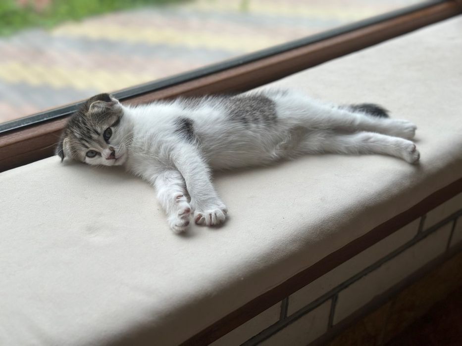 Продам  висловухих котиків