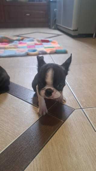 Boston Terrier suczka z rodowodem