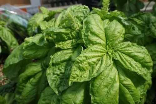 kit sementes insolitas