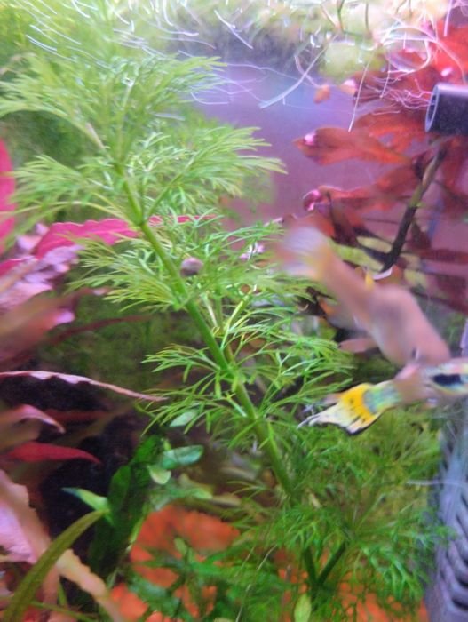 Sessiliflora planta de aquário