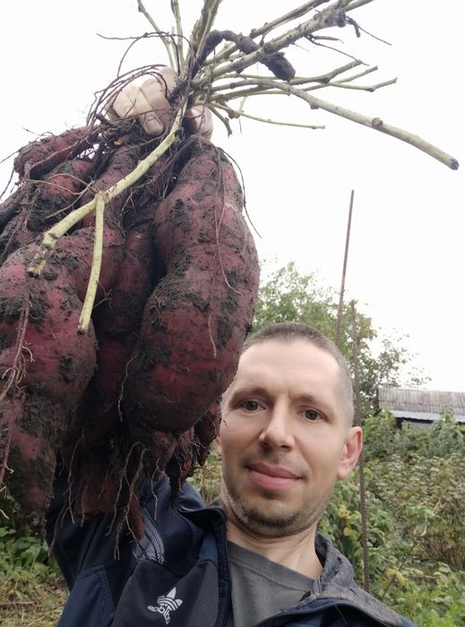 Бесплатно!   Розсада батата ! Маточные клубни Батата. Батат Киев
