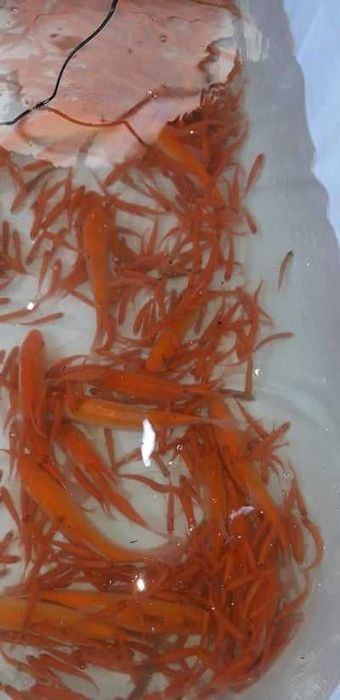 karp koi,karaś ozdobny itd