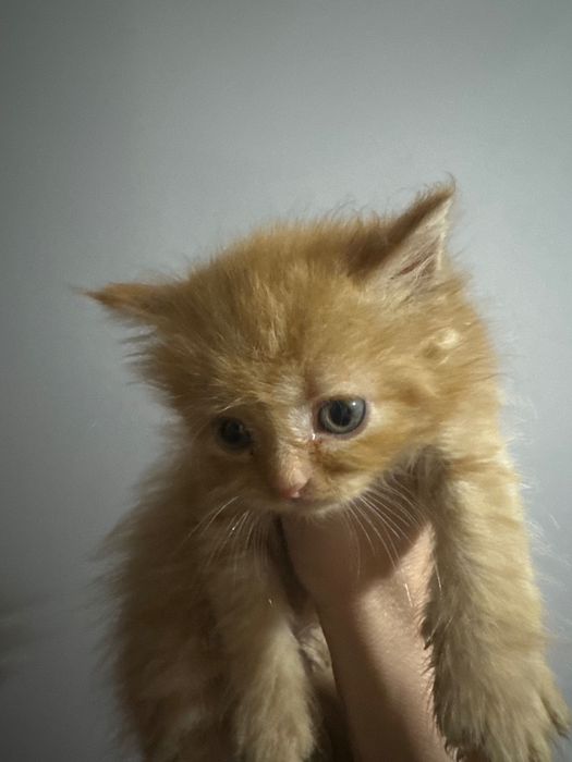 Котики мейкунчики