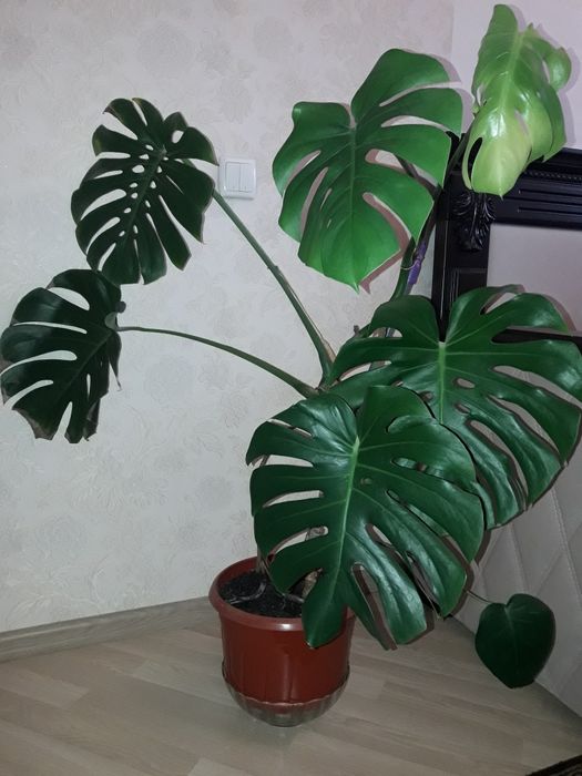 Продам монстеру . Высота 90 см. Ширина 110 см.