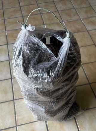 Venda de sacos de pinhas
