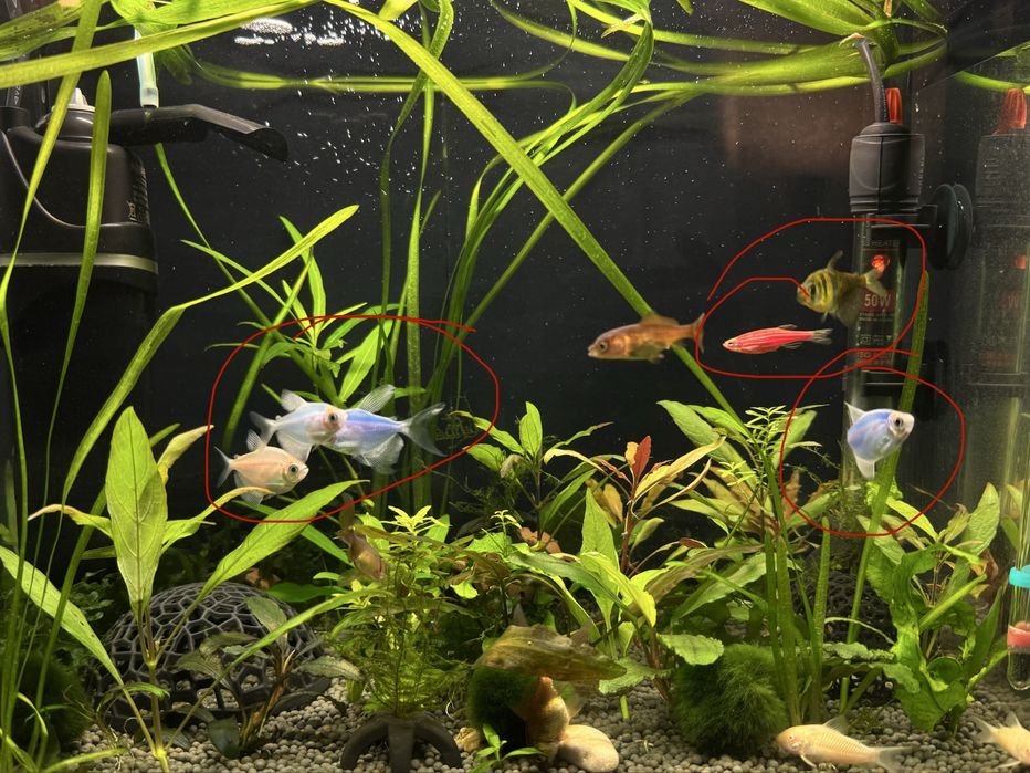 Подарую рибок тернеція, молінезія і даніо, вуалехвіст