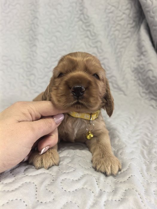 Śliczna suczka  cocker spaniel