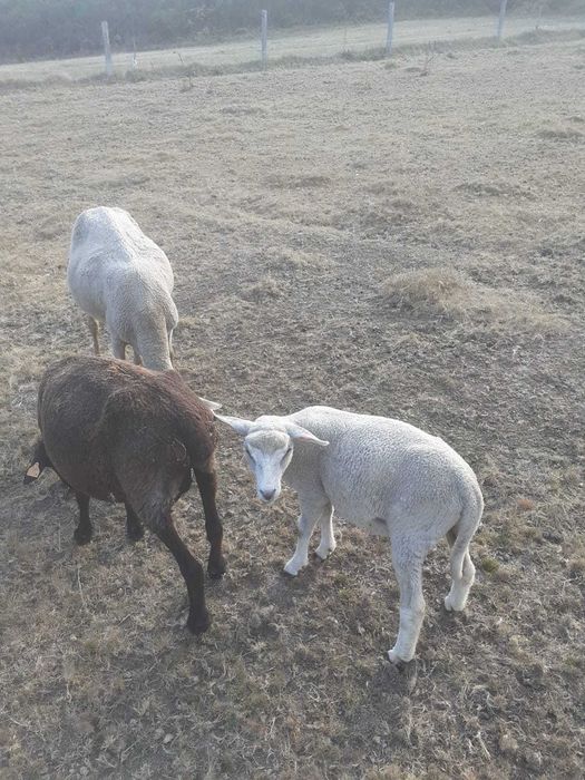 Vendo Borrega Charolesa