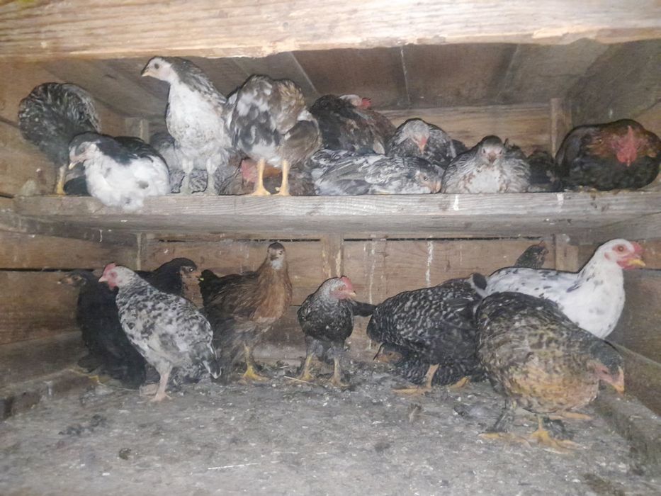 Продам американських курей
