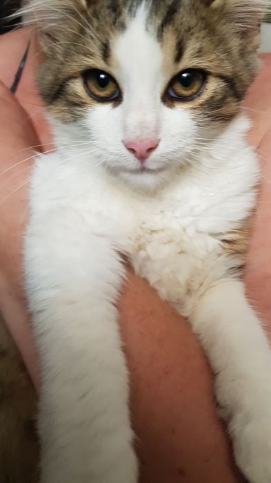 Przekażę kotki do adopcji