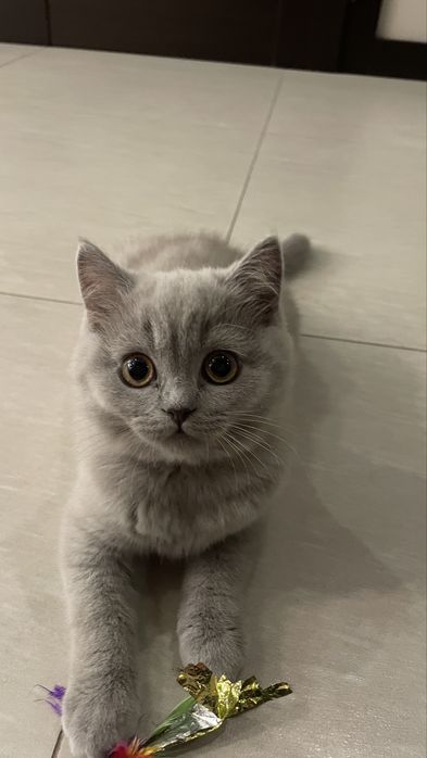 Kotki brytyjskie krótkowłose z rodowodem PZF/WCF