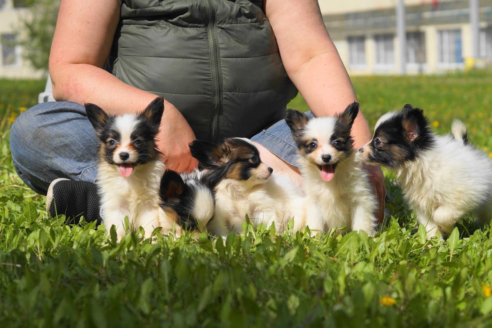 Папийон папильон бабочки