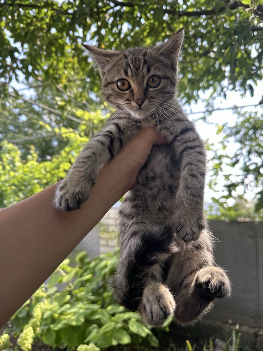 Віддам кошенят у добрі руки