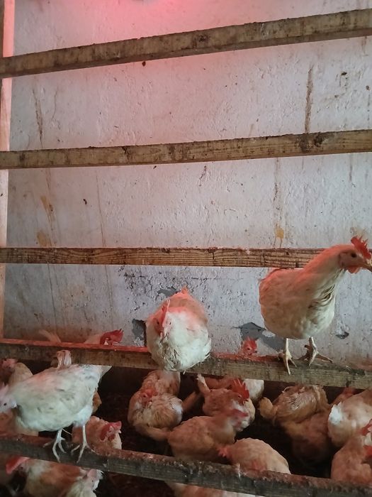 Kura Nioska 1.5 roczna